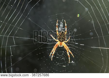 A Large Spider In A Spider Web On A Summer Day.