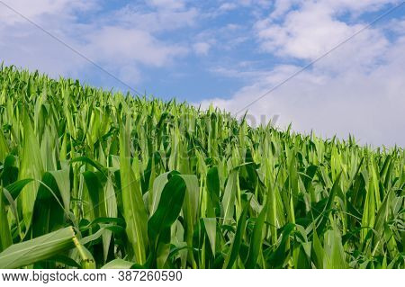 Corn In The Corn Field, Green Corn Field On Blue Sky Day Background