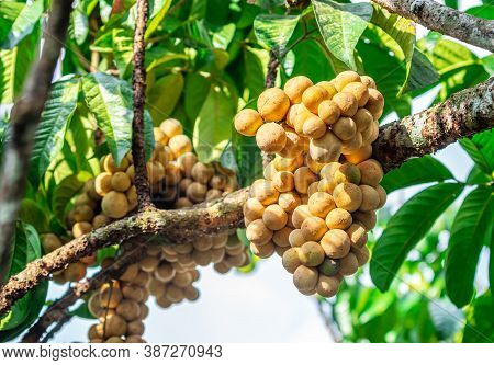 Lasium Demesticum, (name Thai Longkong) On Tree Blurred Background, Macro