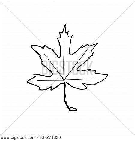 Vector Hand Drawn Doodle Maple Leaf Icon.