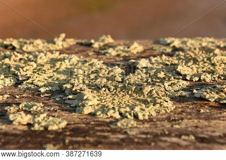 Terrific Up Close Look At A Green Lichen Growing On Wood.