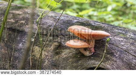 A Group Of Orange Mushrooms On The Trunk Of A Fallen Tree In A Wild Forest, Rhodotus Palmatus.