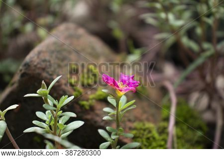 Gentians Or Gentianaceae Is A Family Of Flowering Plants Of 87 Genera And About 1600 Species