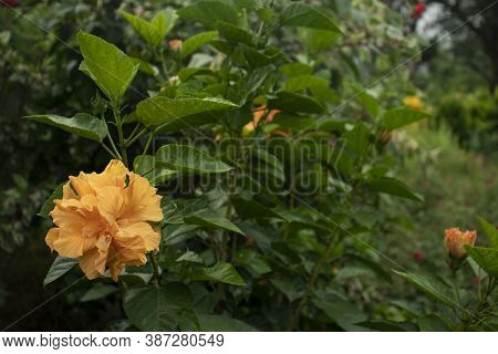 Hibiscus China Rose Hawaiian Hibiscus Rose Mallow And Shoeblackplant