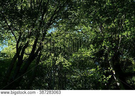 Tree Crowns With Green Foliage Blocking The Sky - A View From The Bottom Up In A Beech Grove