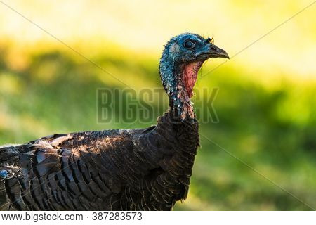 Wild Turkey Close-up Portrait With A Smooth Green Background. Bird Theme