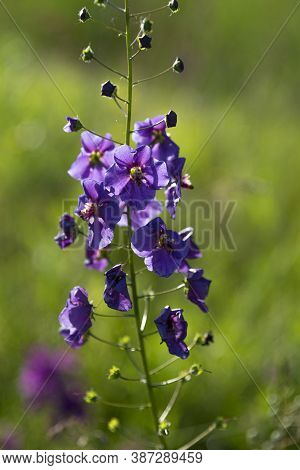 Single Wild Blue Flower Delphinium Elatum. Larkspur Flower. Summer Blooming Meadow. Flowering Field 