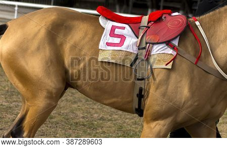 Red Saddle With Number 5 On A Akhal-teke Horse.