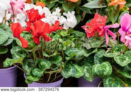 Red Cyclamen Blossom Close-up. Blooming Houseplant In Flower Pot, Flower Shop, Backdrop Background. 