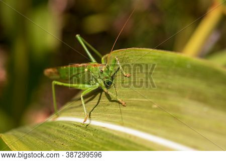 Grasshopper On A Leaf - Close-up View Of The Great Green Bush Cricket A Corn Leaf - Tettigonia Virid
