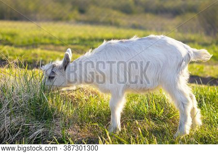 Close-up, Portrait Of An Animal, Little Goat, Outdoors. Grazes, Depasture In A Green Meadow, Eats Gr