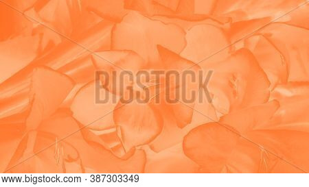 Trendy Color Amberglow Gradient Background. Gladiolus Flower Pattern, Panorama
