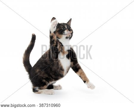 Tortoise Shell Catt On White