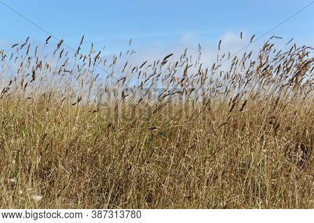 Meadow With Dry Orchard Grass And A Blue Sky.