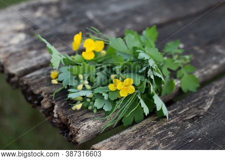 Chelidonium Grass. Fresh Bunch Of Cut Grass Chelidonium On A Wooden Background.