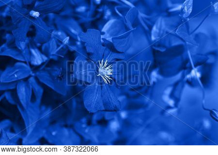 Dried Clematis Flower Black And White Photo. Monochrome Photo.