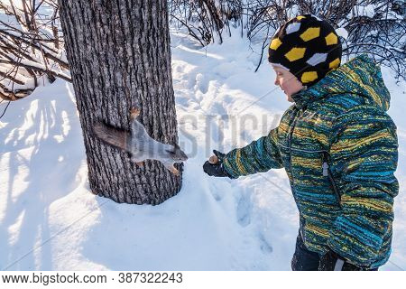 A Little Boy In Winter Feeds A Squirrel With A Nut. Cute Little Boy Feeding Squirrel At Winter Park