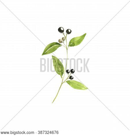 Watercolor Drawing Indian Sandalwood, Santalum Album , Hand Drawn Illustration Of Medicinal Plant