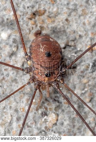 Macro Photography Of Harvestman Or Daddy Longlegs On The Wall