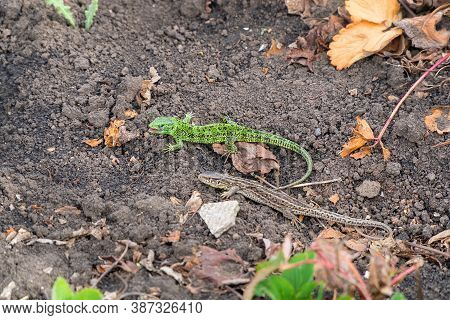 A Small Green Lizard On The Ground. Selective Focus