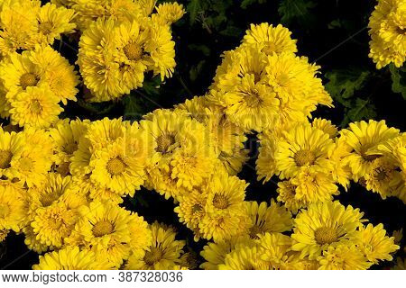 Bunch Of Yellow Chrysenthemums Flowers At Republic Day Horticultural Show In Lalbagh Botanical Garde