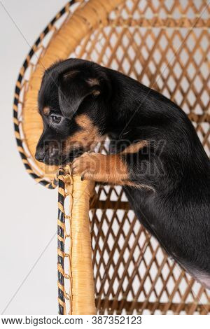 A Portrait Of A Cute Jack Russel Terrier Puppy, Standing On Hind Legs On A Rattan Chair, Part Of Bod