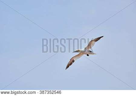 A Single White And Yellow Gannets Flies Through The Blue Sky. The Northern Gannet Has A Wide Wing Sp