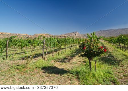 Vineyard Line Perspective In The Cederberg In South Africa