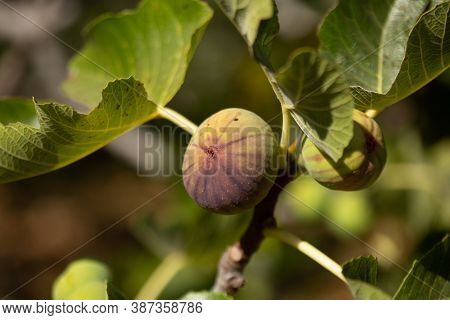 Fig Fruit On The Tree In The Garden With Sun Lights. Horizontal Macro Photo.