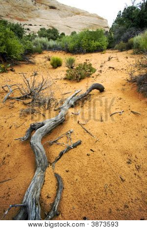Percorso di dune di sabbia In Snow Canyon - Utah