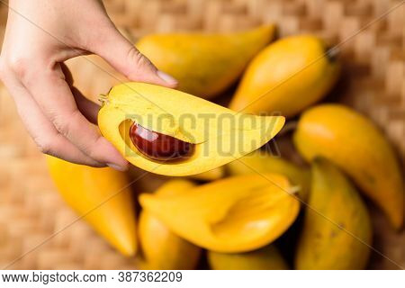 Eggfruit Or Canistel Holding By Hand, Thai Fruit, In Thai Names Such As Xiantao, Lamut Khamen Or Mon