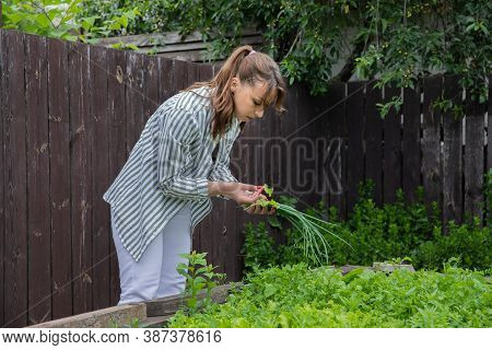 Attractive Sexy Young Brunette Woman Picking Lettuce Leaves And Onion From Cottage Seedbed In Early 