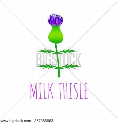 Milk Thisle Flower Vector Illustration Botanical Herb
