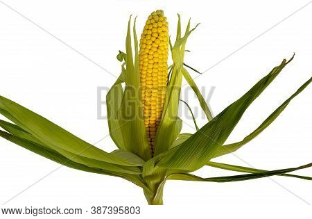 Zea Mays. Ripe And Fresh Corn On The Cob Isolated On A White Background.