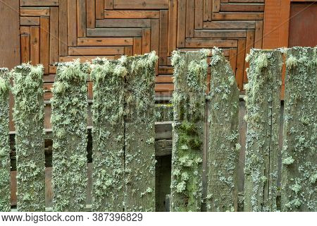 Bryophyta. Wooden Fence Covered With Green Moss. Bryophyte On The Fence.