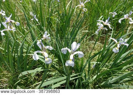 Six Lobed Light Violet Flowers Of Irises In May