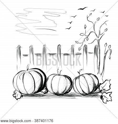 Three Large Pumpkins Grew Near The Fence In The Garden