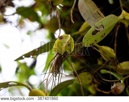 Wild Orchid Plant On A Tree From Western Ghats, Wayanad