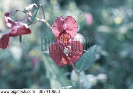 Beautiful Himalayan Balsam, Impatiens Glandulifera Blooming Flower Close Up Photo. Policeman Helmet 
