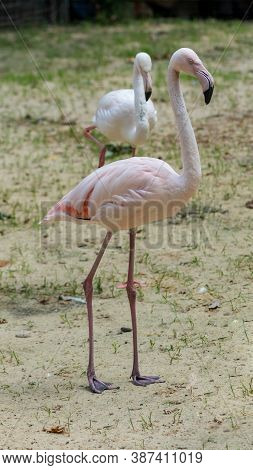 Beautiful Exotic Flamingo Portrait. Caribbean Or African Pink Bird Closeup In Zoo. Long Neck And Leg