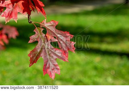 Branch With Red Leaves Of Autumn Maple