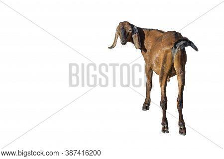 Brown Goat Standing Full Length Isolated On White. Funny Brown Female Goat Close Up. Farm Animals Ba
