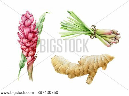 Ginger Root, Lemongrass And Turmeric Flower Watercolor Illustration. Hand Drawn Close Up Spicy Asian