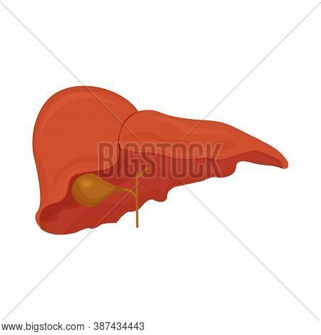 Human Liver, Organ Isolated On White Background Stock Vector Illustration. Education, Medical Examin