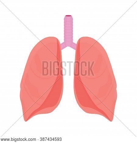 Human Langs, Organ Isolated On White Background Stock Vector Illustration. Medical, Anatomical Conce