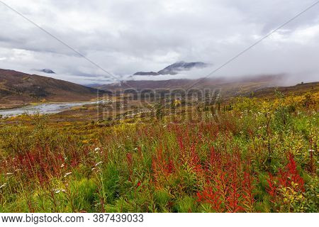 Beautiful View Of Wild Flowers, Trees And Mountains In Canadian Nature. Tomstone Territorial Park, Y