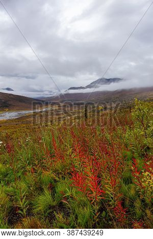Beautiful View Of Wild Flowers, Trees And Mountains In Canadian Nature. Tomstone Territorial Park, Y