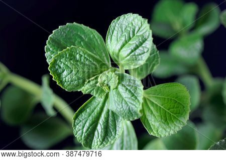 Leaves Of A Scaredy Cat Plant, Coleus Caninus
