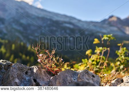 Blooming Bush Of Roberts Geranium Grows In A Crack Of A A Rock Against A Background Of Mountains