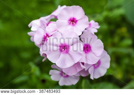 Light Pink Phlox With Dark Serine In Raindrops On A Background Of Green Foliage